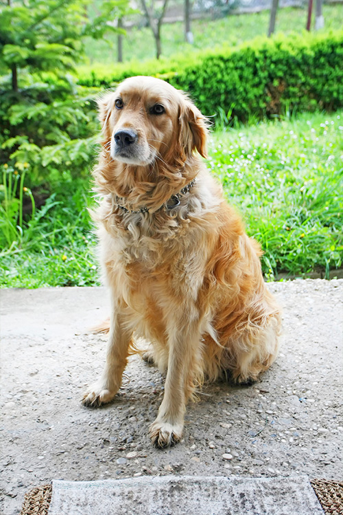 Golden Retriever Photo 1