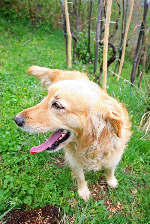 Golden Retriever Photo 2