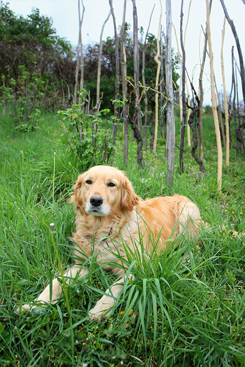 Golden Retriever Photo 3