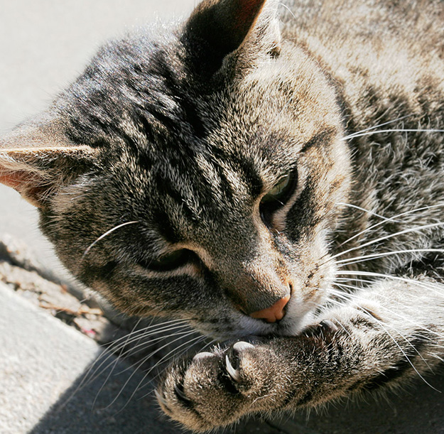 Um gato labendo as patas